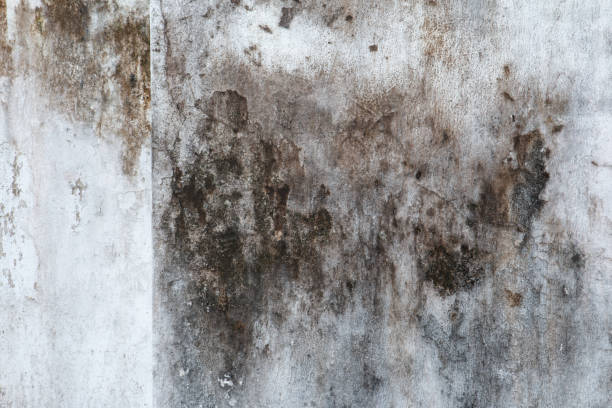Professional Mold Removal in Weldon, NC