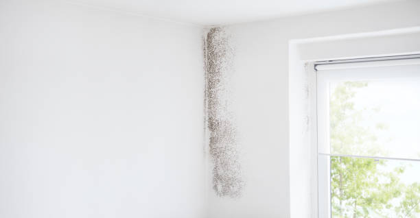 Best Dehumidification Services  in Weldon, NC