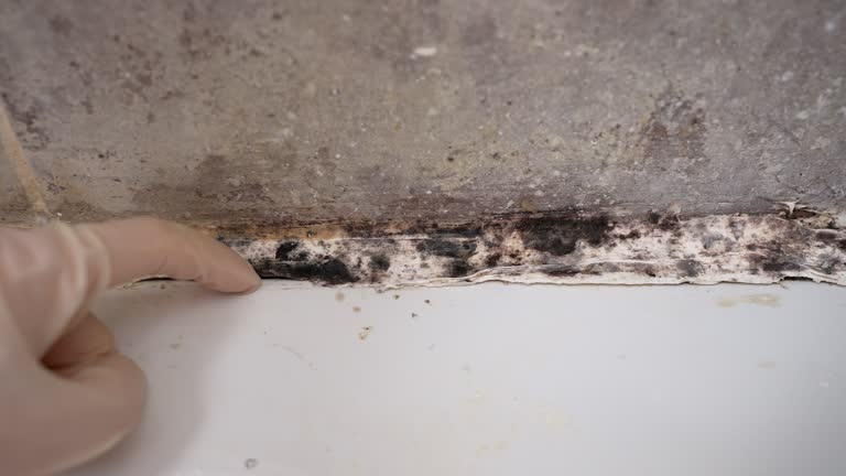 Asbestos and Lead Testing During Mold Inspection in Weldon, NC